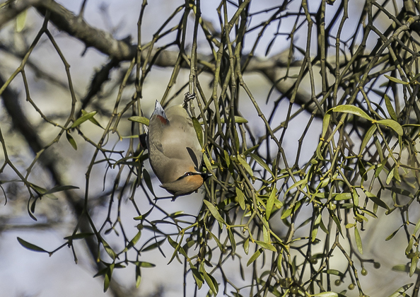 ヒレンジャク (15 - 62)