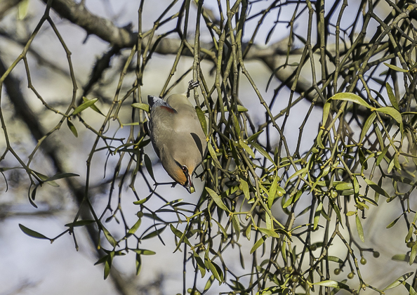 ヒレンジャク (17 - 62)