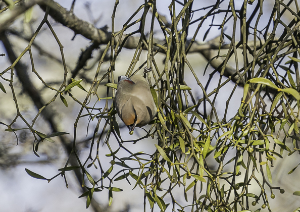 ヒレンジャク (20 - 62)