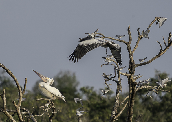 ホシバシペリカン (9 - 8)