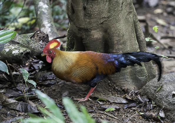 セイロンヤケイ8