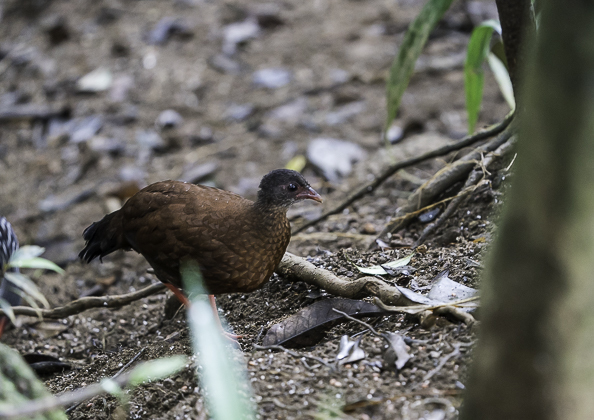 セイロンケズメシャコ18