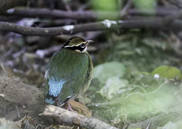 インドヤイロチョウ7