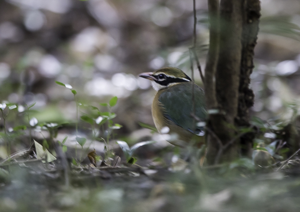 インドヤイロチョウ16