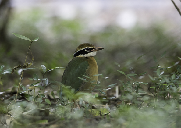 インドヤイロチョウ17
