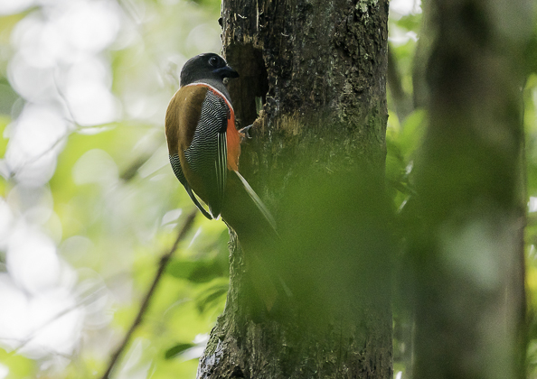 インドキネバネドリ15