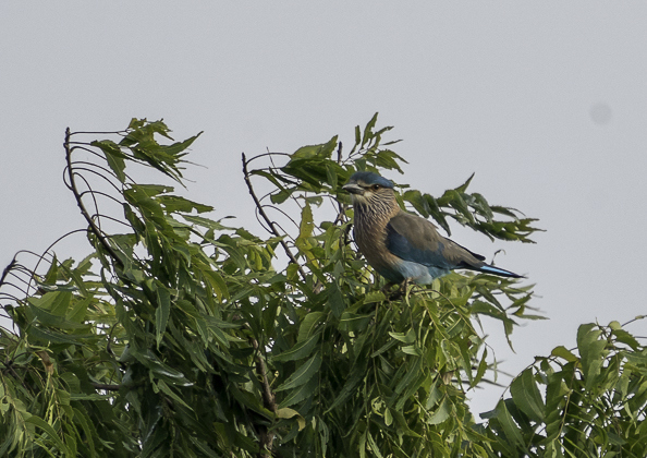 インドブッポウソウ12