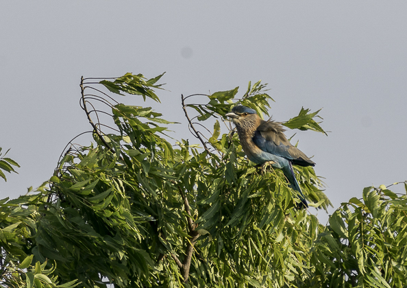 インドブッポウソウ21