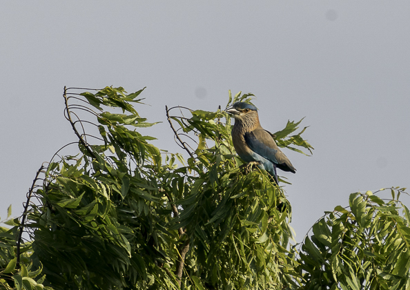 インドブッポウソウ20