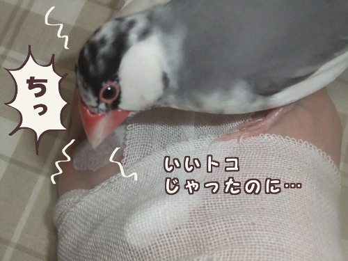 怪我-7いいトコじゃったのに