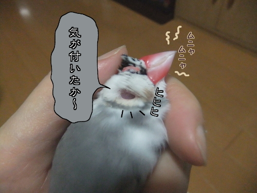 二口鳥-6気が付いたか