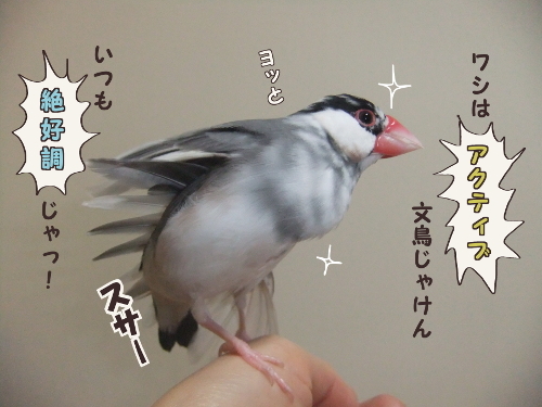 眠い2-ワシはアクティブ文鳥