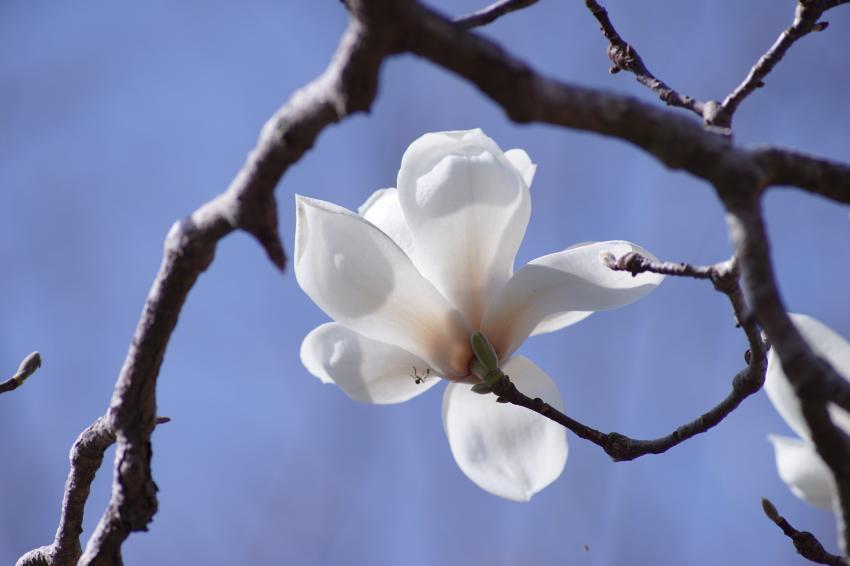 ハクモクレンと FD 300mm 1:5.6 単焦点