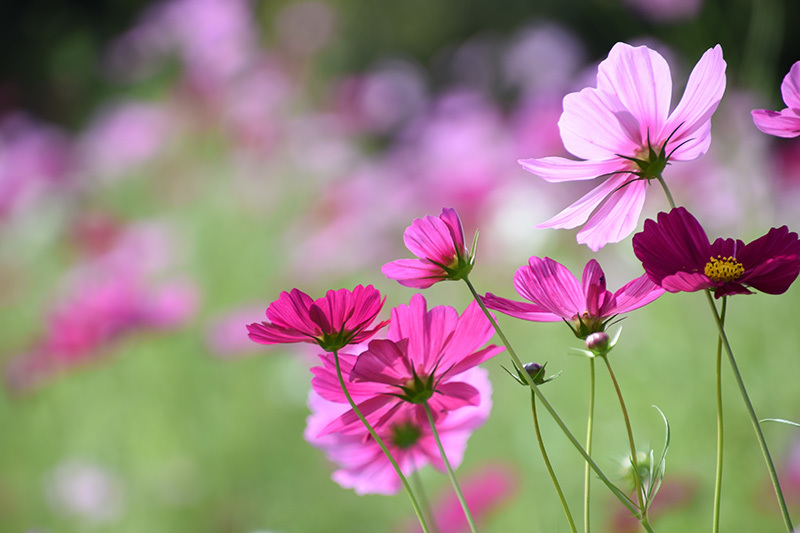 コスモス