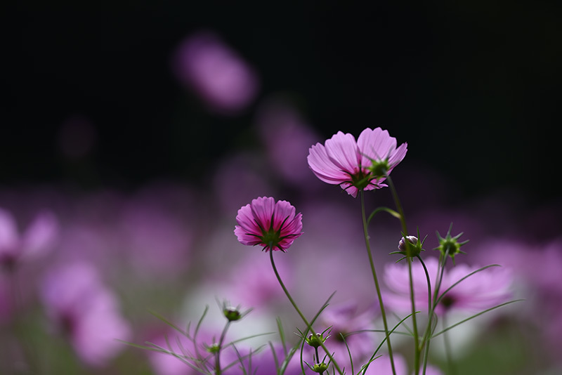 コスモス