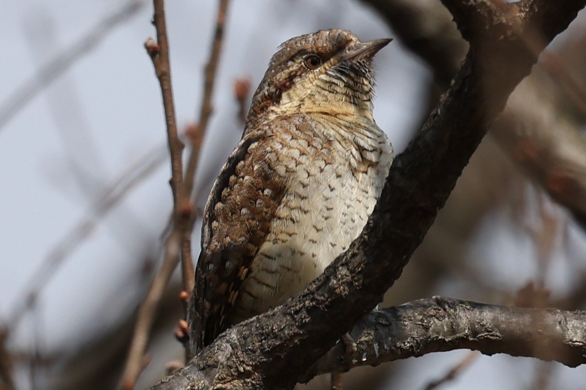 アリスイ6P8A4767 (2)