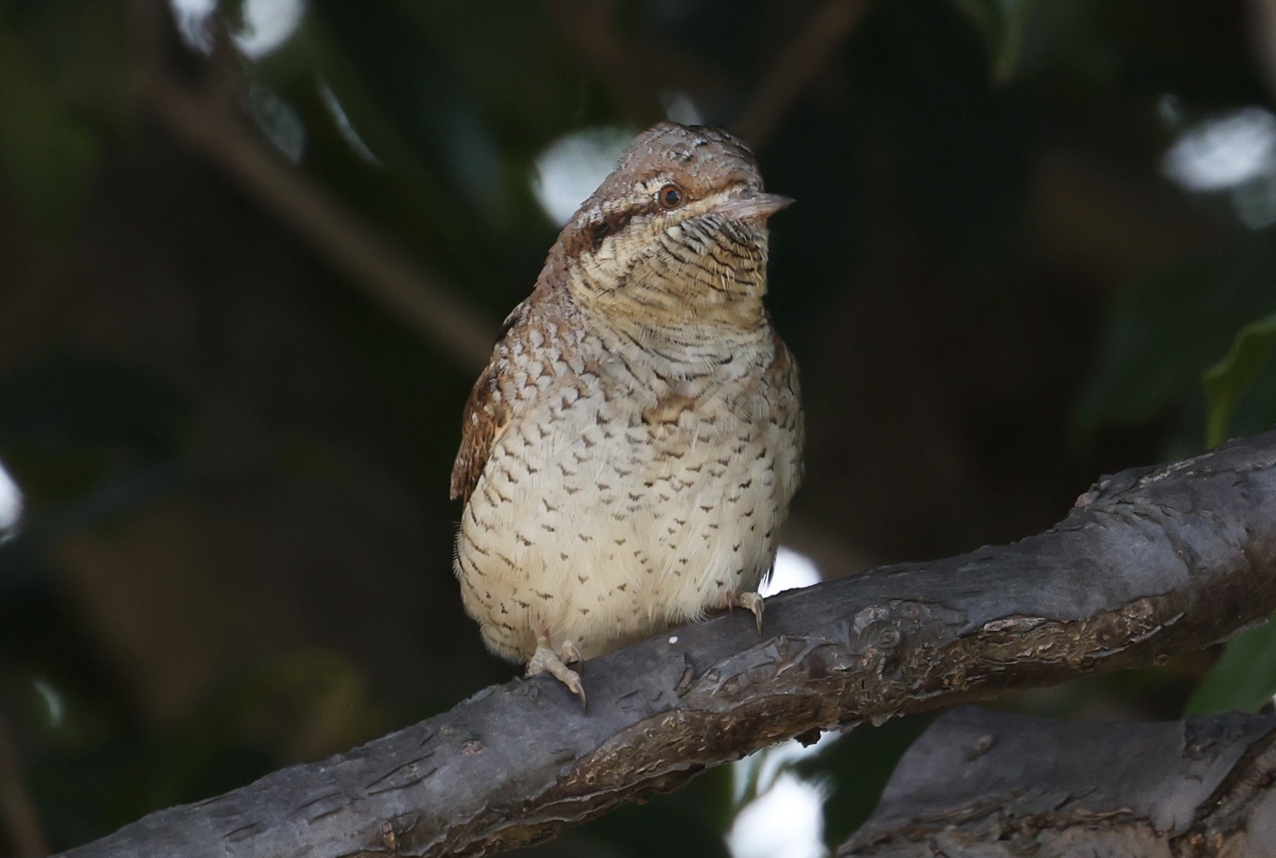 アリスイ6P8A5102 (2)