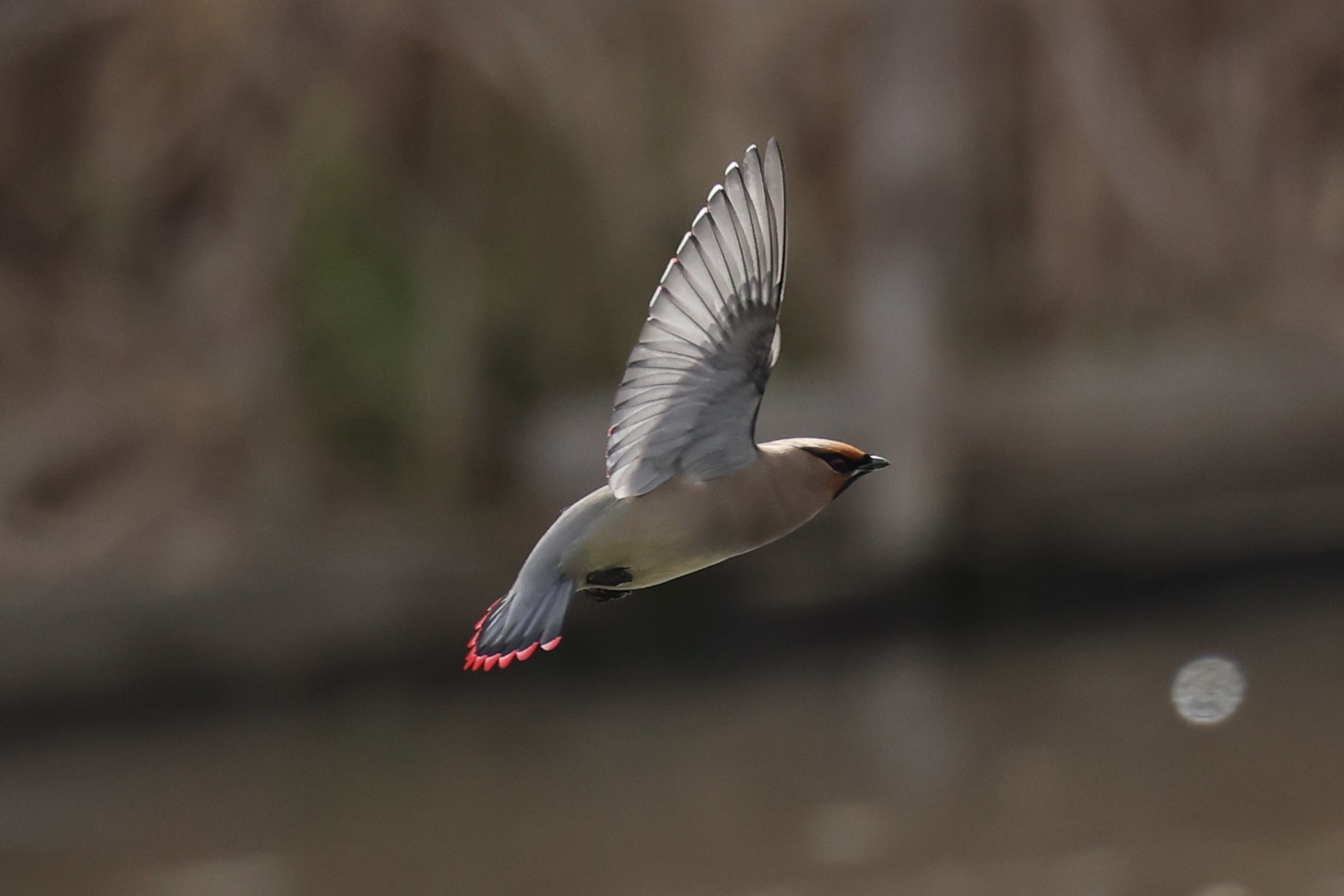 ヒレンジャク飛翔6P8A5148 (2)