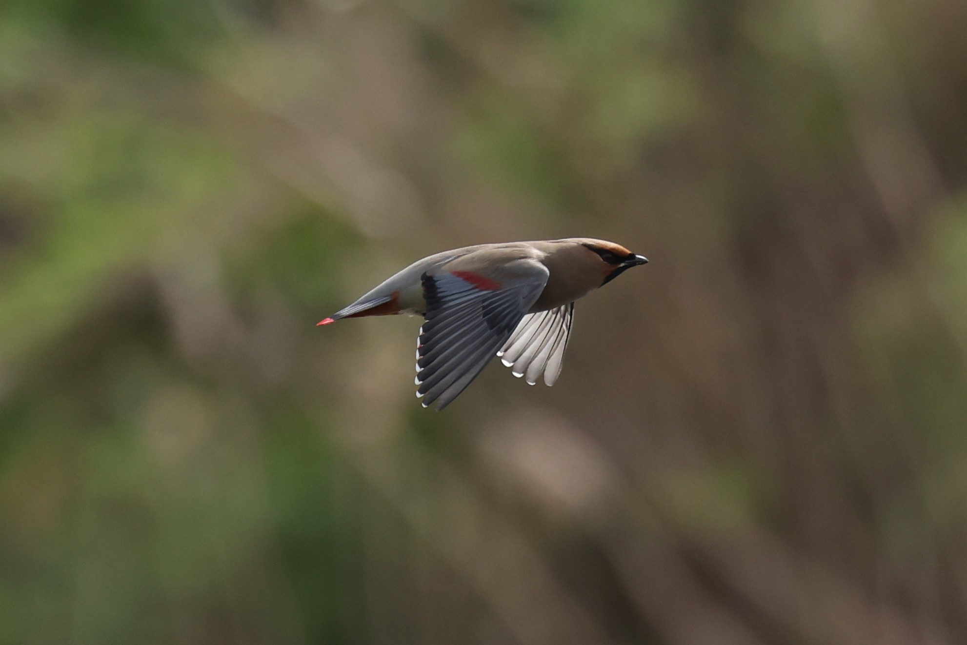 レンジャク飛翔6P8A5131 (2)