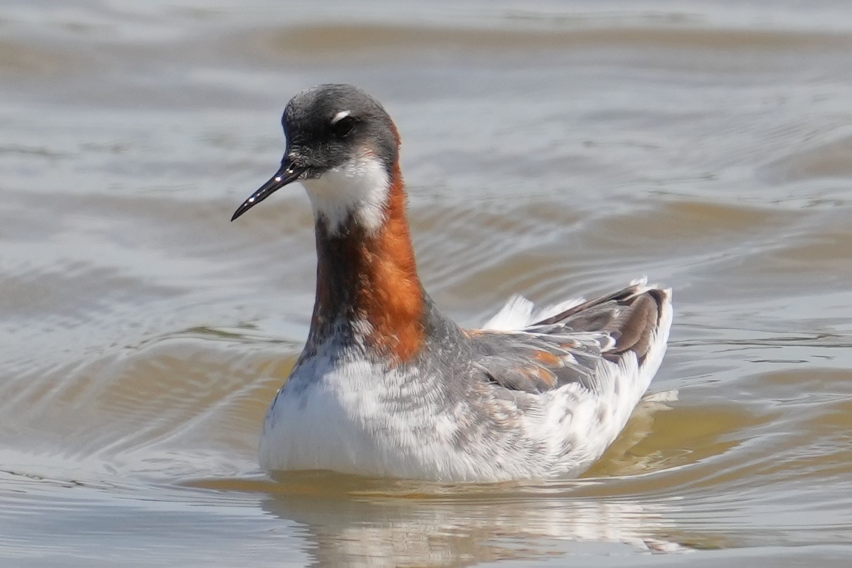 あかえりDSC03614 (2)