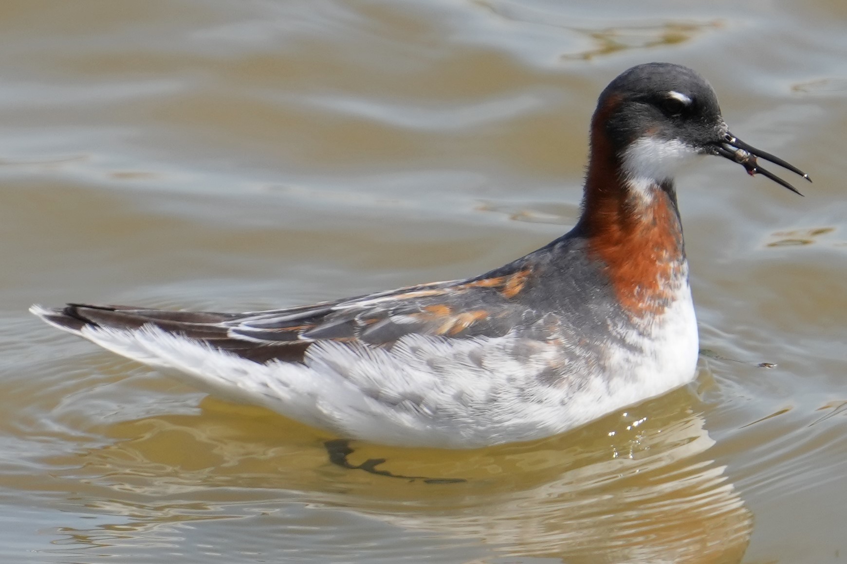 アカえりDSC03398 (2)