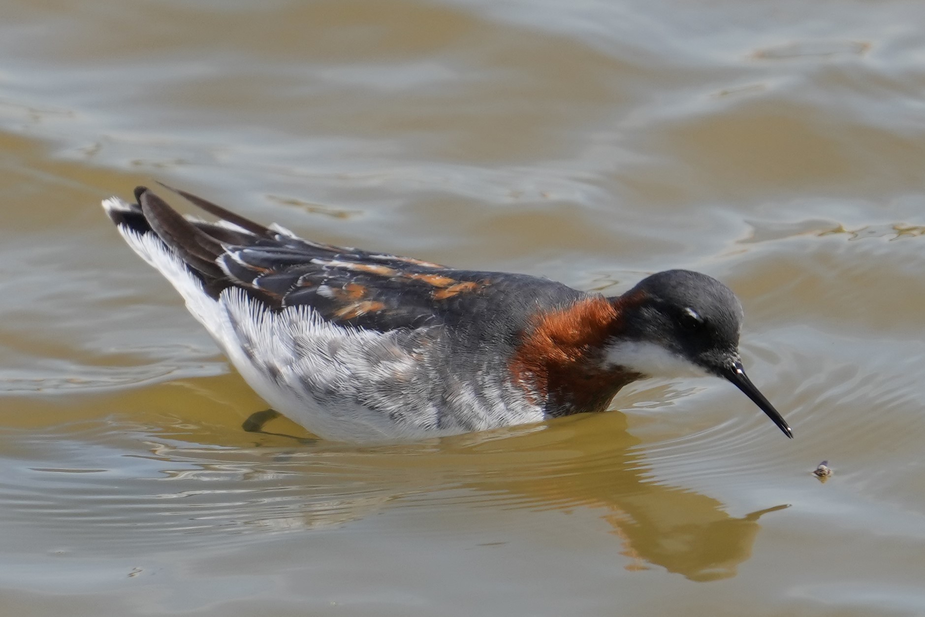 アカえりDSC03394 (2)