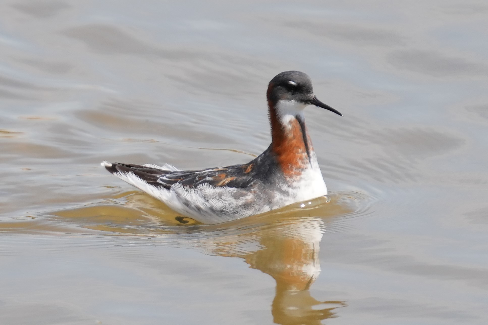 アカえりDSC02977 (2)