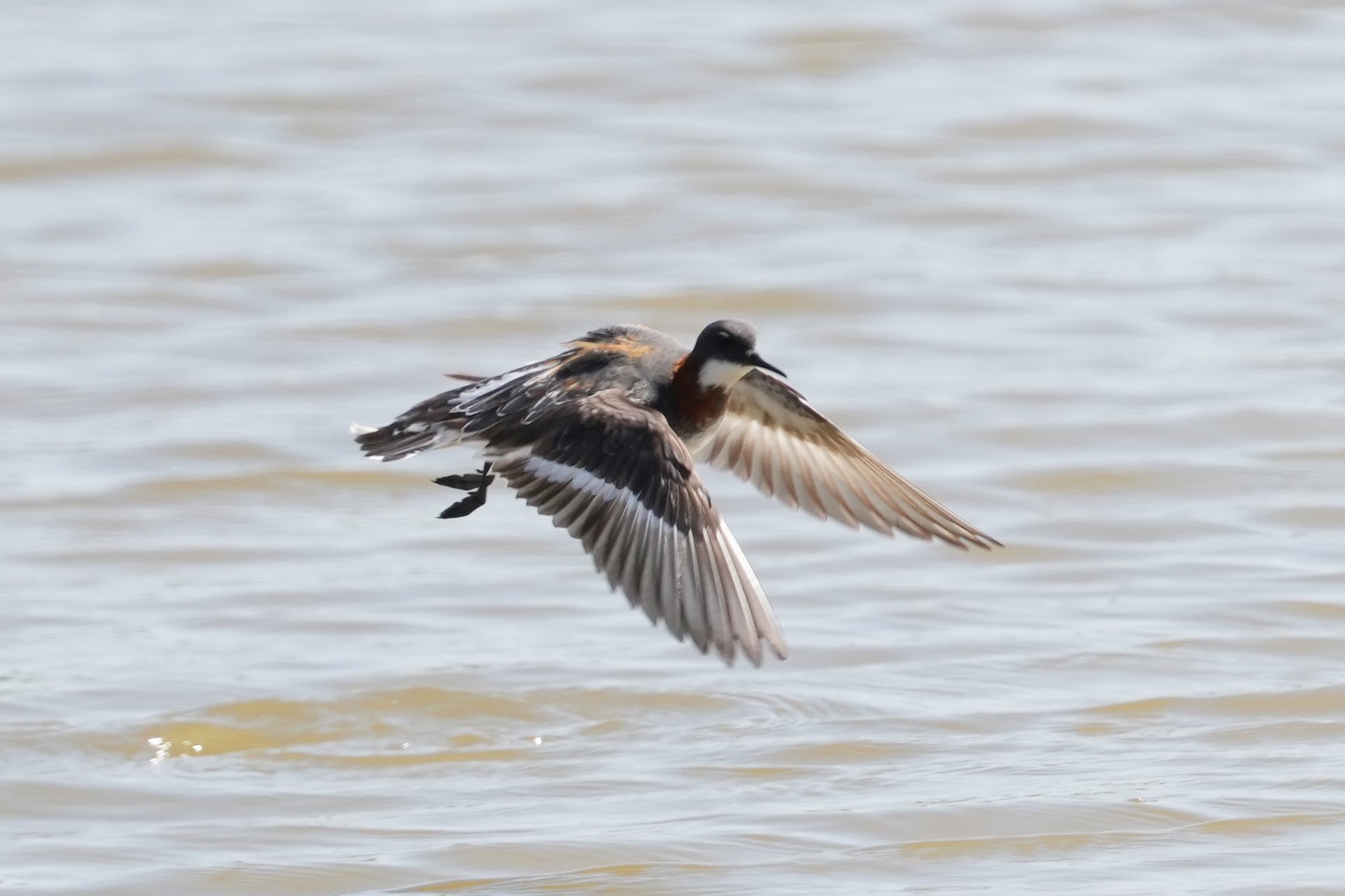 アカえりDSC03559 (2)