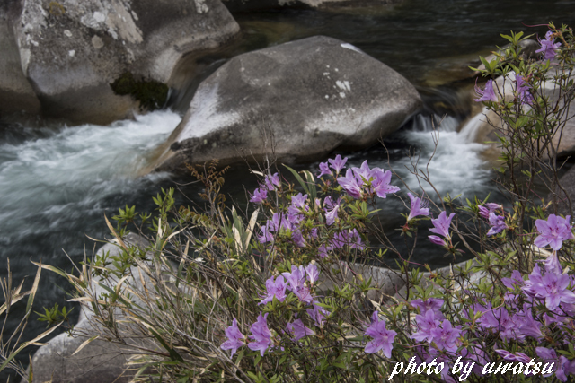 川ツツジ (1)