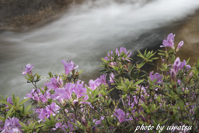 川ツツジ (3)