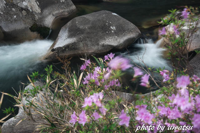 川ツツジ (2)