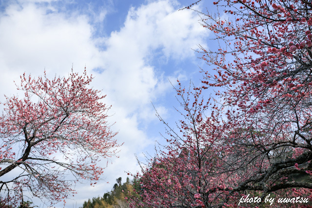 丸山の梅 (3)