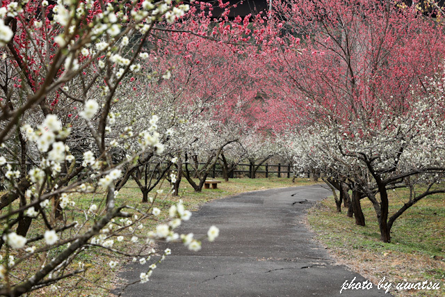楠山梅公園 (3)