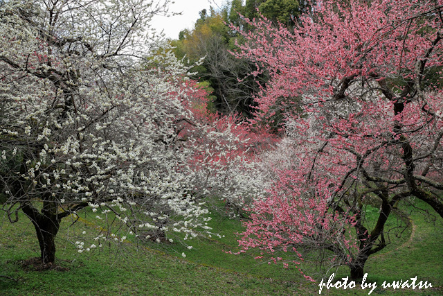 丸山の梅 (3)