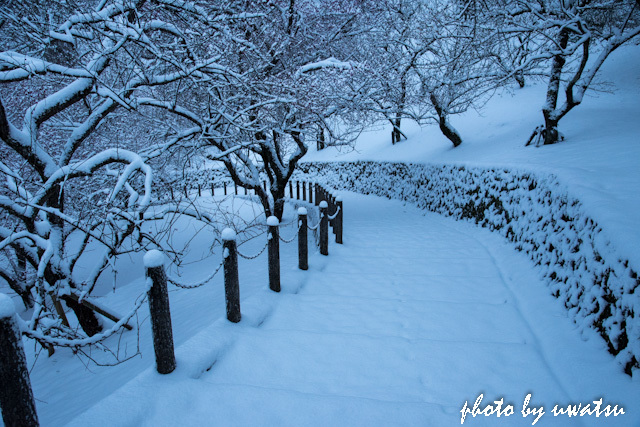 雪の梅 (1)