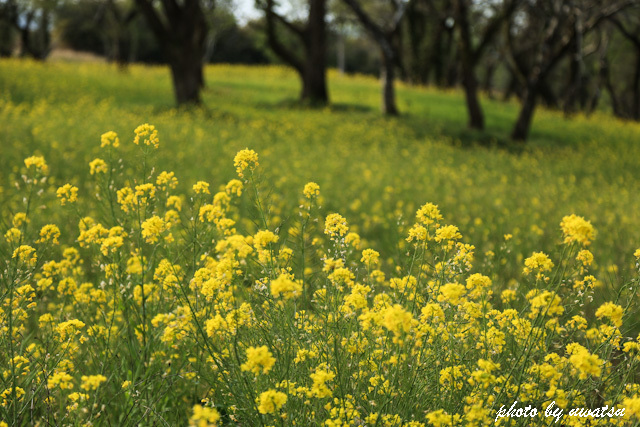 菜の花 (2)