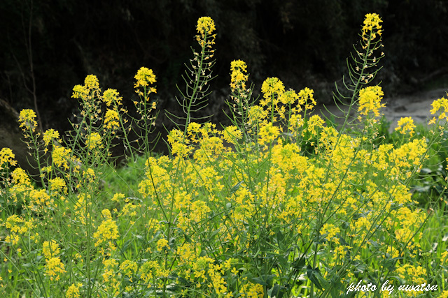 四万十川菜の花 (3)