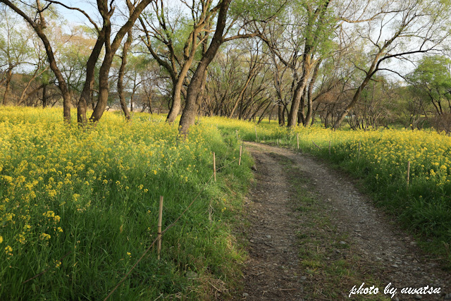 四万十川菜の花 (4)