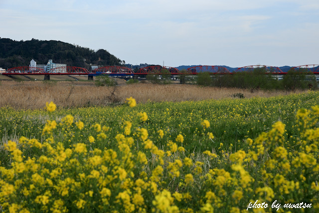 四万十川菜の花 (5)
