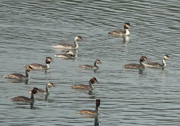 カンムリカイツブリ (4 - 13)