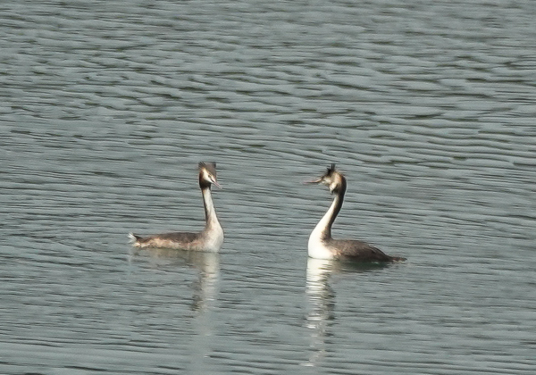 カンムリカイツブリ (11 - 13)
