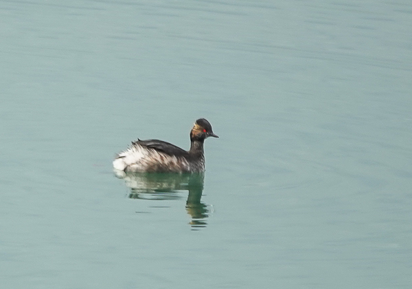 ハジロカイツブリ (5 - 8)