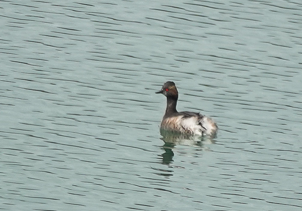 ハジロカイツブリ (4 - 8)
