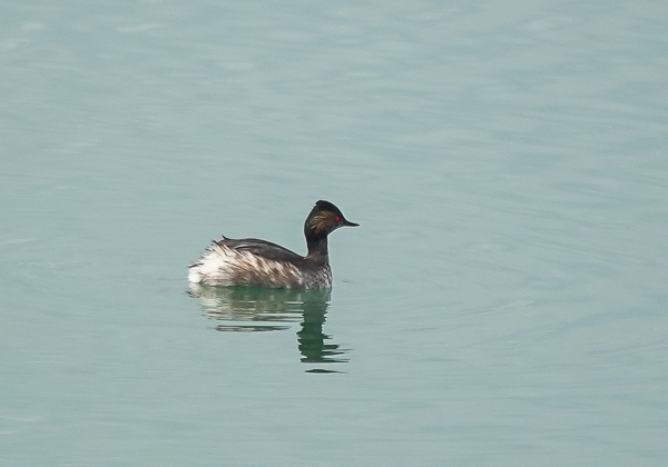 ハジロカイツブリ (7 - 8)