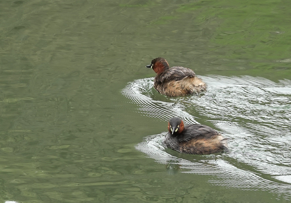 カイツブリ (5 - 6)