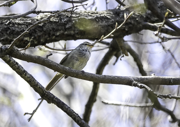 ウグイス (19 - 21)