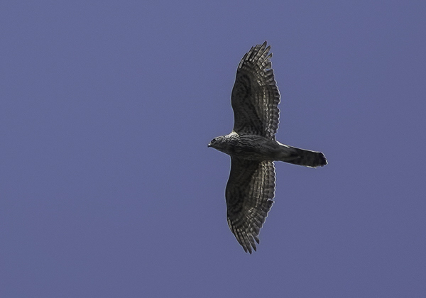 オオタカ (62 - 14)