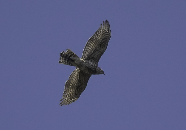 オオタカ (50 - 14)