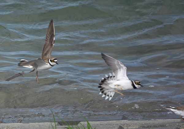 コチドリ (8 - 37)