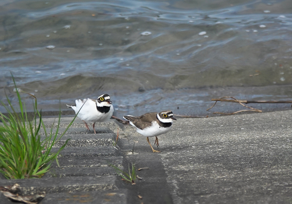 コチドリ (10 - 37)